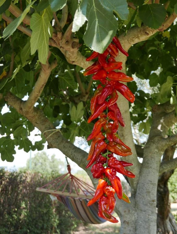 Al Bosco Delle Api Otel Gallicchio Dış mekan fotoğraf